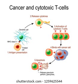 Cancer And Cytotoxic T-cells. T Lymphocyte Kills Cancer Cells. Immune Cells Release The Perforin And Granzymes, And Attack Cancerous Cells.