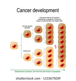 Cancer Development. Cancerous cells do not submit to senescence or apoptosis. Сontinuous division of cells that take over healthy cells. Vector diagram for educational, science and medical use