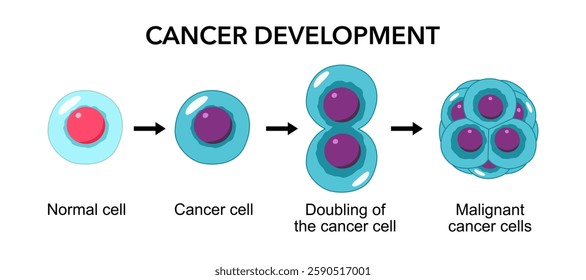 Cancer development. Normal cells are transformed into cancer. Carcinogenesis from Genetic mutations in healthy cell to Malignant cancer cells. Mutagenesis, Oncogenesis, tumorigenesis. Tumor formation