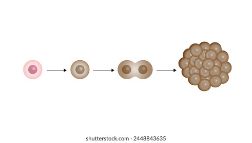 Cancer disease development. Malignant tumor. Medical biological, scientific vector illustration.