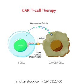 Cancer Immunotherapy. T-cell With Chimeric Antigen Receptor (CAR T Cell) Killing Of The Tumor Cell. Biological Therapy