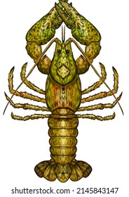 cancer river color vector illustration