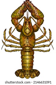 cancer river color vector illustration