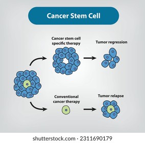 
Cancer stem cells, Stem cell and Cancer Vector and Illustration