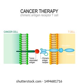 Cancer therapy. CAR T immunotherapy. Artificial T-cell receptors are proteins that have been engineered for cancer therapy (killing of tumor cells). genetically engineered. Vector diagram 