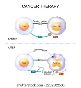 Cancer therapy of monoclonal antibodies. Antibody binds to the PD-1 receptor and block its activity, that prevent tumor cells from bypassing immune response. Vector diagram about a new cancer drug