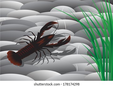 Cancer. Water animal a cancer on stones in clear water about plants.