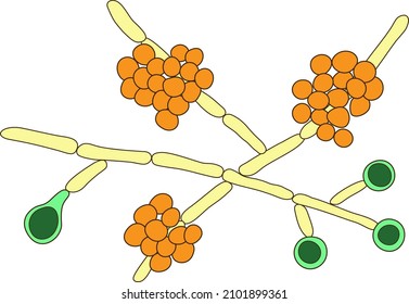 Candida albicans yeasts, the causative agent of candidiasis. Scientific vector illustration showing pseudohyphae (yellow), blastoconidia (orange) and chlamydospores (green)
