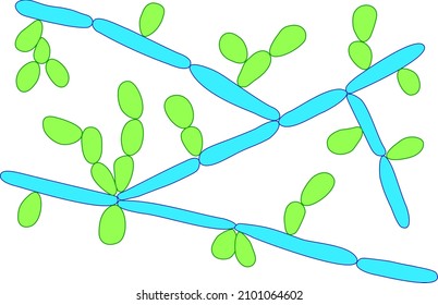 Candida tropicalis yeasts, microscopic fungi that cause infections in immunocompromised patients. Scientific illustration showing pseudohyphae and blastoconidia formed singly or in small groups