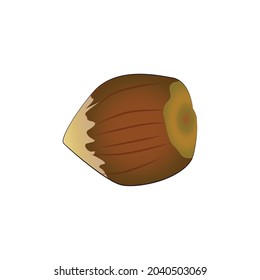 Candlenut (Kemiri) fruit vector illustration