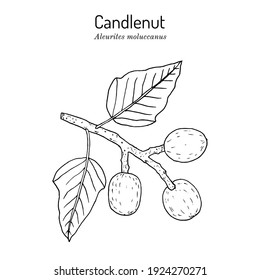 Candlenut or kukui tree, indian walnut (Aleurites Moluccana), state tree of Hawaii. Hand drawn botanical vector illustration