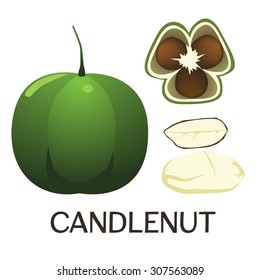 Candlenut - original shape of the fruit