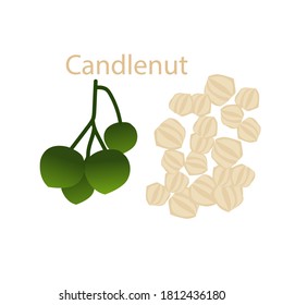 candlenut vector icon isolated on white background. eps 10