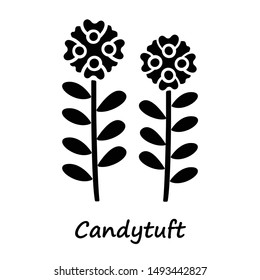 Candytuft glyph icon. Aster garden flower with name inscription. Iberis evergreen perennial plant inflorescence. Blooming wildflower. Silhouette symbol. Negative space. Vector isolated illustration