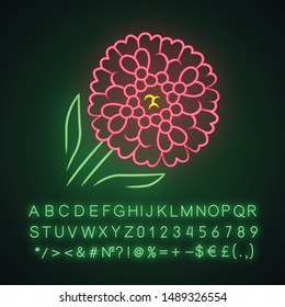 Candytuft neon light icon. Aster garden flower. Iberis evergreen perennial plant. Blooming wildflower. Spring blossom. Glowing sign with alphabet, numbers and symbols. Vector isolated illustration