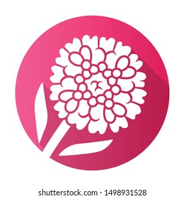 Candytuft pink flat design long shadow glyph icon. Aster garden flower. Iberis evergreen perennial plant. Blooming wildflower. Spring blossom. Vector silhouette illustration