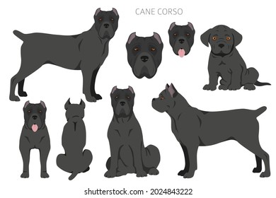 Cane corso clipart. Different poses, coat colors set.  Vector illustration