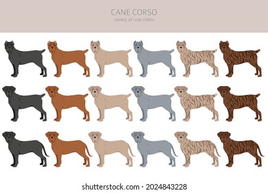 Cane Corso Clipart Different Poses Coat Stock Vector (Royalty Free ...