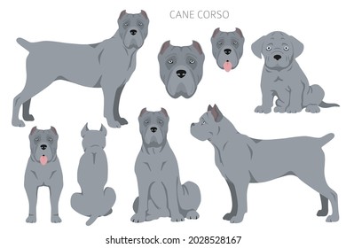 Cane corso clipart. Different poses, coat colors set.  Vector illustration