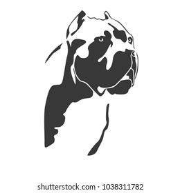 Cane Corso dog breed isolated on white background. Vector illustration.