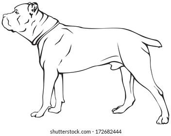 Cane Corso dog breed vector illustration from the dog show sign symbol set
