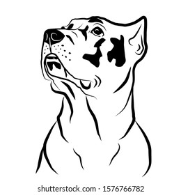 Cane corso dog head portrait . Isolated outlined sketch, logo contour vector illustration