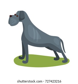 Cane corso dog, purebred pet animal standing on green grass colorful vector Illustration