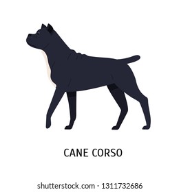 Cane Corso or Italian Mastiff. Large purebred dog of short-haired guardian breed isolated on white background. Beautiful domestic animal or pet. Colored vector illustration in flat cartoon style.