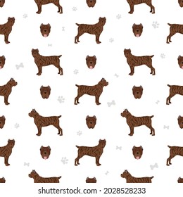 Cane corso seamless pattern. Different poses, coat colors set.  Vector illustration