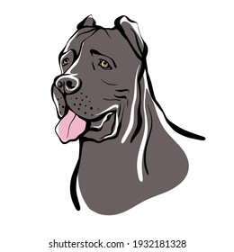 Cane Corso sketch. Portrait of a dog of the Cane Corso breed. Vector illustration