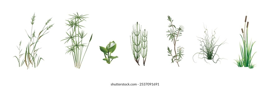 Cana, cyperus, cavalinha do pântano, cala do pântano, alecrim selvagem, espalhando juncus spiralis, cattail. Clima tropical e temperado aquático, plantas costeiras. Desenhos realistas são isolados em branco.