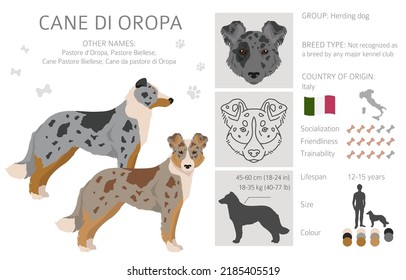 Cane di Oropa clipart. Different poses, coat colors set.  Vector illustration
