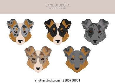 Cane di Oropa clipart. Different poses, coat colors set.  Vector illustration