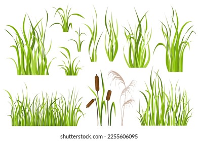 Cane and reed plant set graphic elements in flat design. Bundle of green grass of sedge, cattail, swamp herbs, other marsh grass for wetland landscape decoration. Vector illustration isolated objects