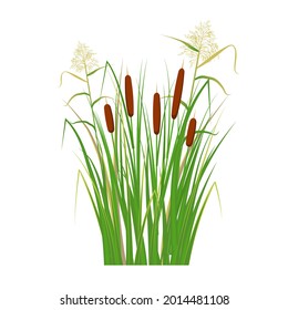 Cane and reeds in the green grass. Swamp and river plants. Vector flat illustration.
