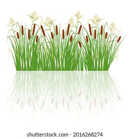 Cane and reeds in the green grass. Swamp and river plants with reflection in water. Vector flat illustration.