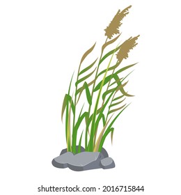 Cane and reeds in the green grass. Swamp and river plants. Vector flat illustration.