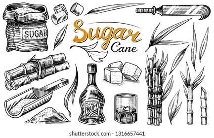 Cane sugar with leaves. Set of Sugarcane plants. Stalks and bottle of rum, Wooden plate spoon, Cubes and juice, Bamboo, signboard inscription. Engraving Hand drawn food and natural ingredients.