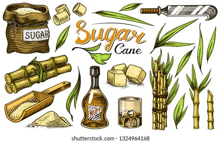 Cane sugar with leaves. Set of Sugarcane plants. Stalks and bottle of rum, Wooden plate spoon, Cubes and juice, Bamboo, signboard inscription. Engraving Hand drawn food and natural ingredients.