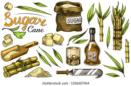 Cane sugar with leaves. Set of Sugarcane plants. Stalks and bottle of rum, Wooden plate spoon, Cubes and juice, Bamboo, signboard inscription. Engraving Hand drawn food and natural ingredients.