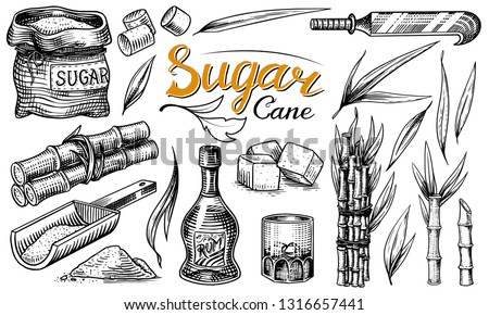Cane sugar with leaves. Set of Sugarcane plants. Stalks and bottle of rum, Wooden plate spoon, Cubes and juice, Bamboo, signboard inscription. Engraving Hand drawn food and natural ingredients.