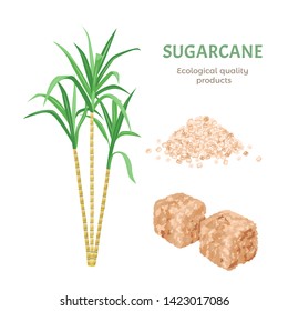 Cane sugar set. Brown cane sugar cubes, plant and  sand sugar pile isolated on white background. Vector illustration in cartoon simple flat style.