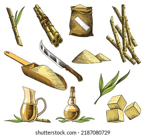 Cane sugar. Set of product from sugarcane plants. Engraving hand drawn natural organic food and natural ingredients. Fresh squeezed sugarcane in glass, sugar in heap and cubes, bamboo and rum
