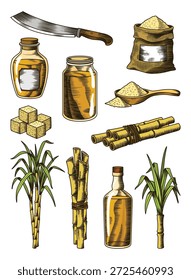 Açúcar de cana. Conjunto de produtos de plantas de cana. Gravando mão desenhado natural comida orgânica e ingredientes naturais. Cana fresca espremida em vidro, açúcar em amontoados e cubos, bambu e rum