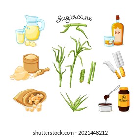 Cane sugar stalks and leaves set. Freshly squeezed sugar cane juice in a jug and glass, cubes, glass bottles of rum, bamboo, molasses. Vector illustration on a white isolated background.