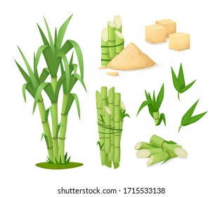 Cane sugar with stem and leaf plants. Fresh squeezed sugarcane in glass with stalk isolated, cubes, sugarcane plant, bamboo. Natural organic production food vector cartoon illustration