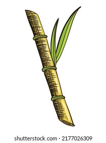 Cane sugar. Sugarcane plant. Engraving hand drawn natural organic food or natural ingredient. Fresh sugar bamboo