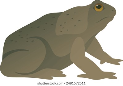 Cane toad realistic color vector illustration, side view. Large wild marine frog isolated on white background.