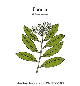 Canelo, or winters bark (Drimys winteri), medicinal plant. Hand drawn botanical vector illustration