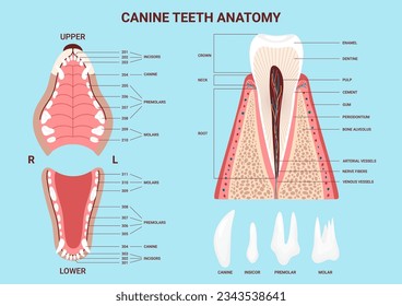 Canine anatomy teeth chart. Dog dental jaw infographic. Tooth types. Dentistry veterinary. Vector illustration